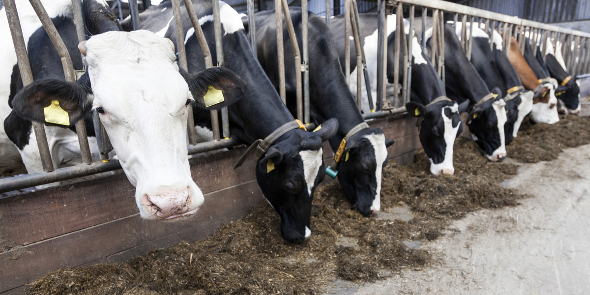 Black and White Cow feeding