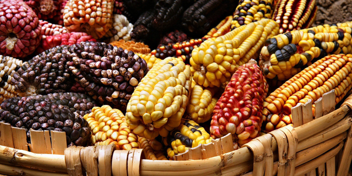 Coloured corn cobs from Mexico