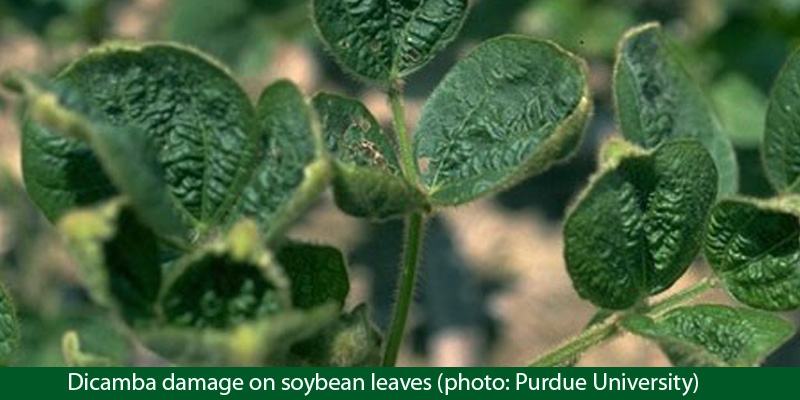 Dicamba damage on soybean leaves