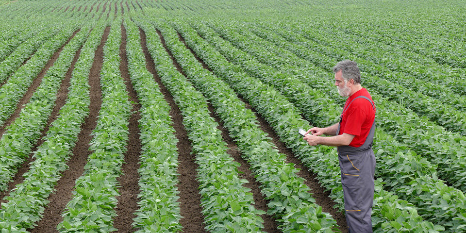 Farmer in a Soya Bean field