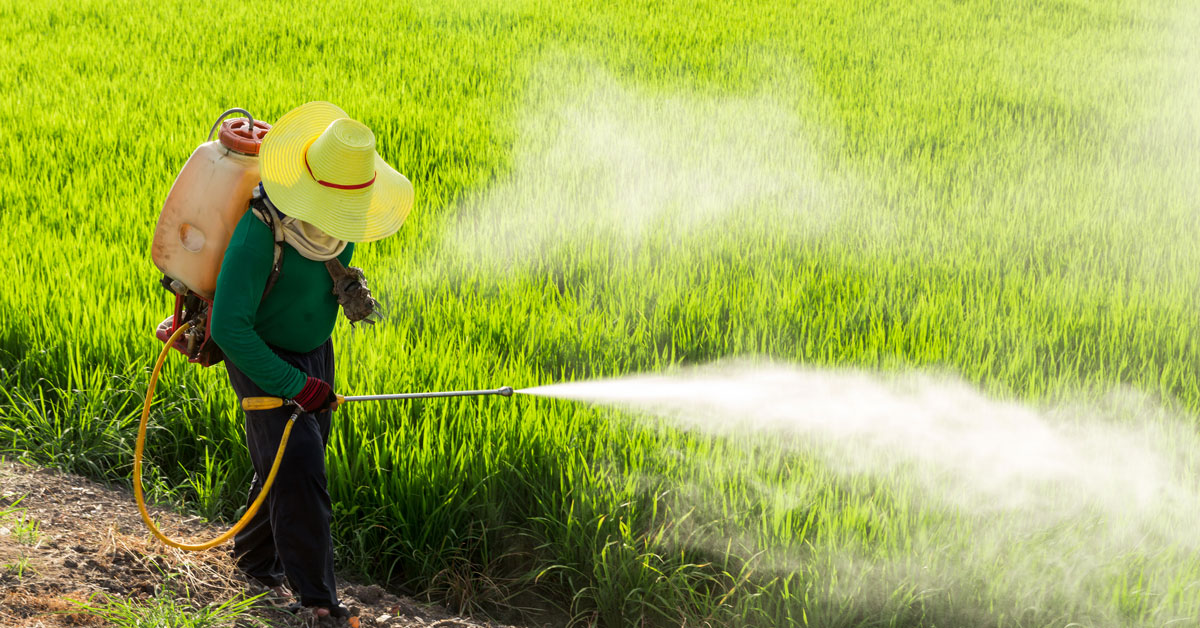 Farmers spraying pesticides in rice fields