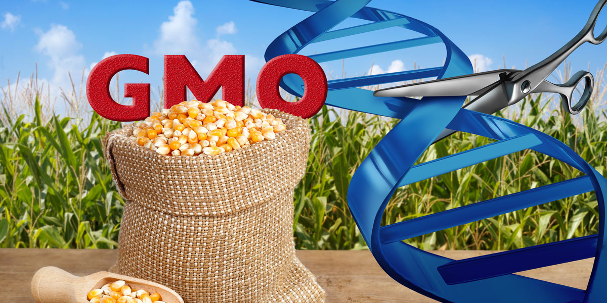 GMO Maize and Gene Editing