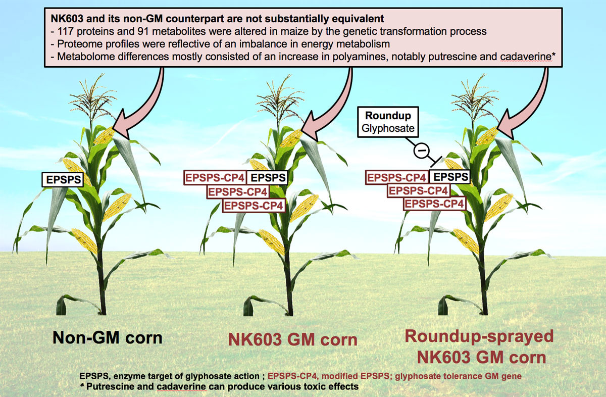 GMO maize NK603 is not substantially equivalent to its non-GMO counterpart