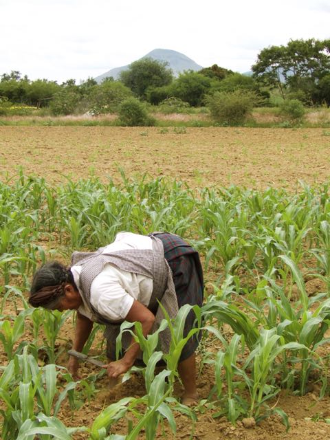 Mexican farmer maize field