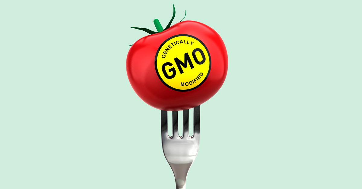 Genetically -Modified Tomato on fork