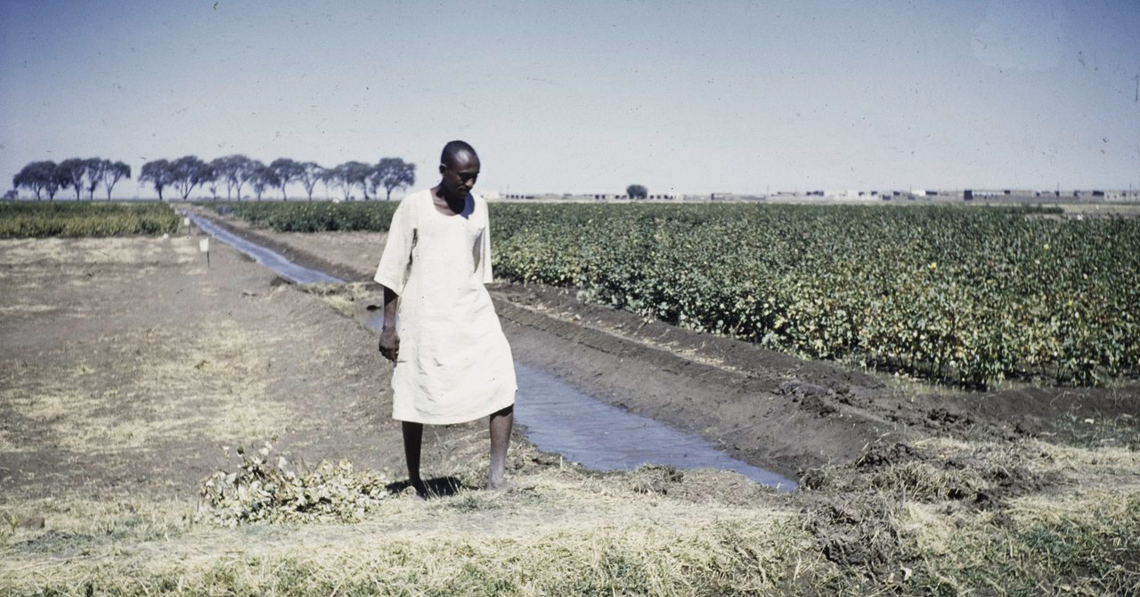 Gezira Scheme cotton farmer in white_on trial field Sudan