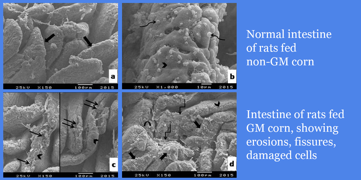 GM corn damaged the intestines of rats