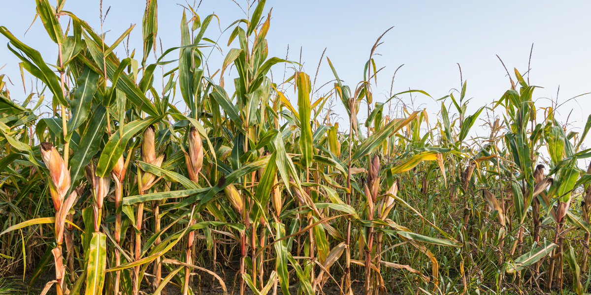 Maize in Spain