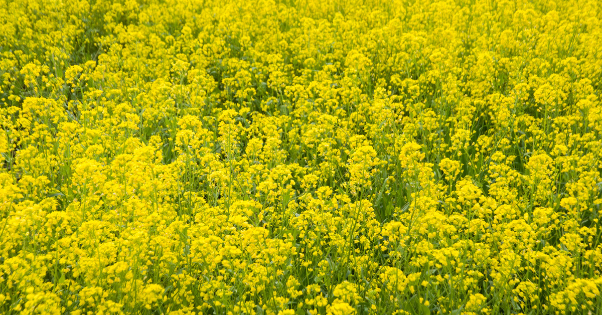 Mustard field in Kashmir