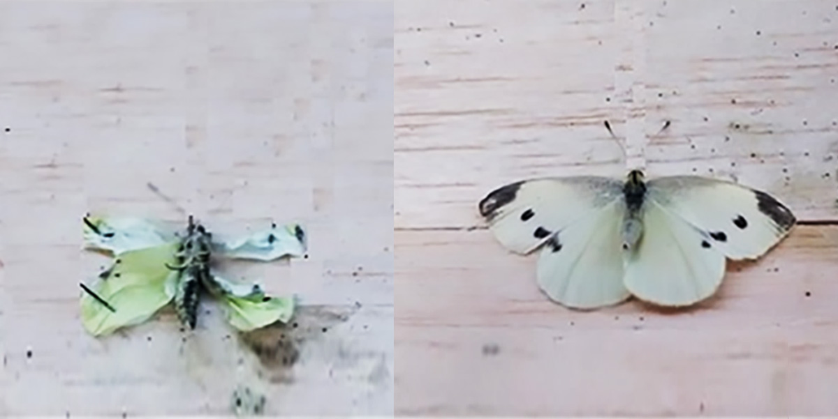 GM crops make butterflies grow up deformed