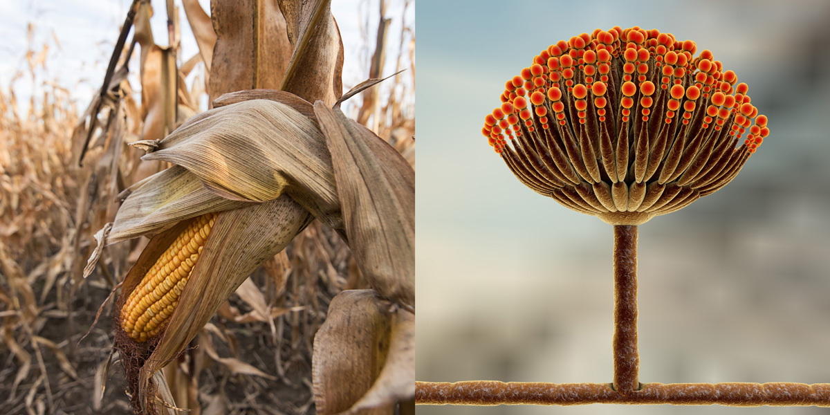 corn for harvest and black mold aflatoxins causes pulmonary infection aspergillosis