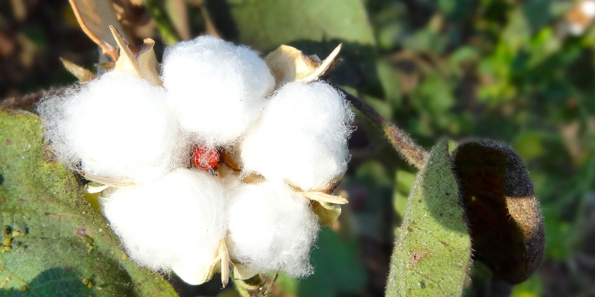 cotton plant