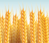  GM Wheat contamination