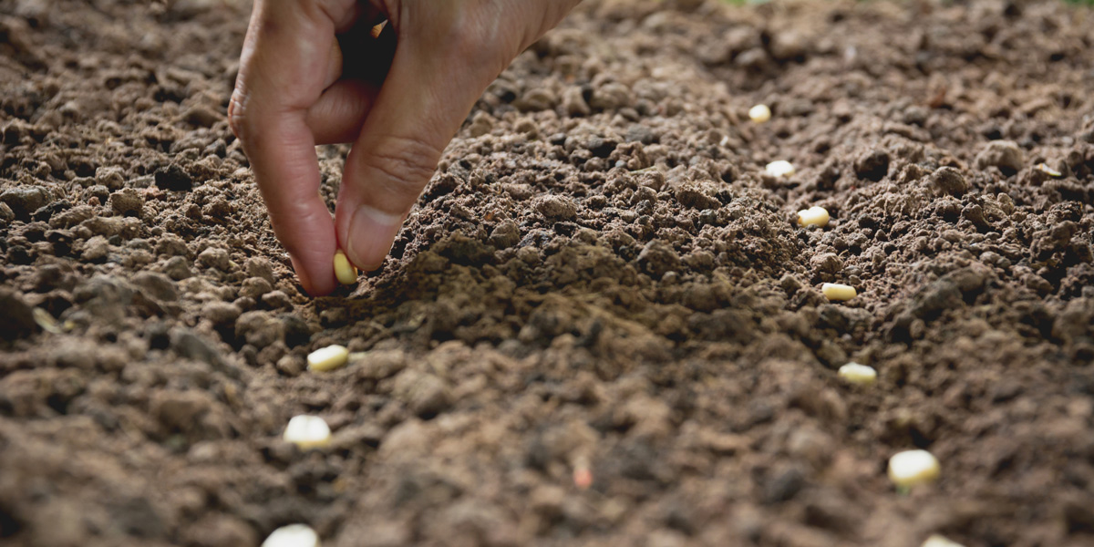 sowing seeds by hand