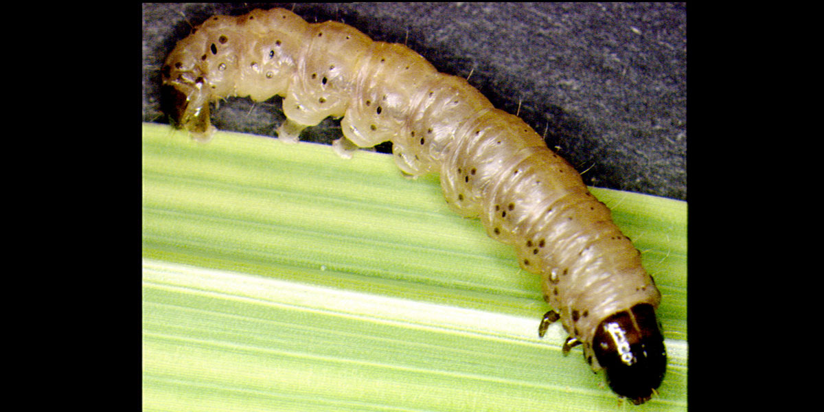 instar larva of B. fusca