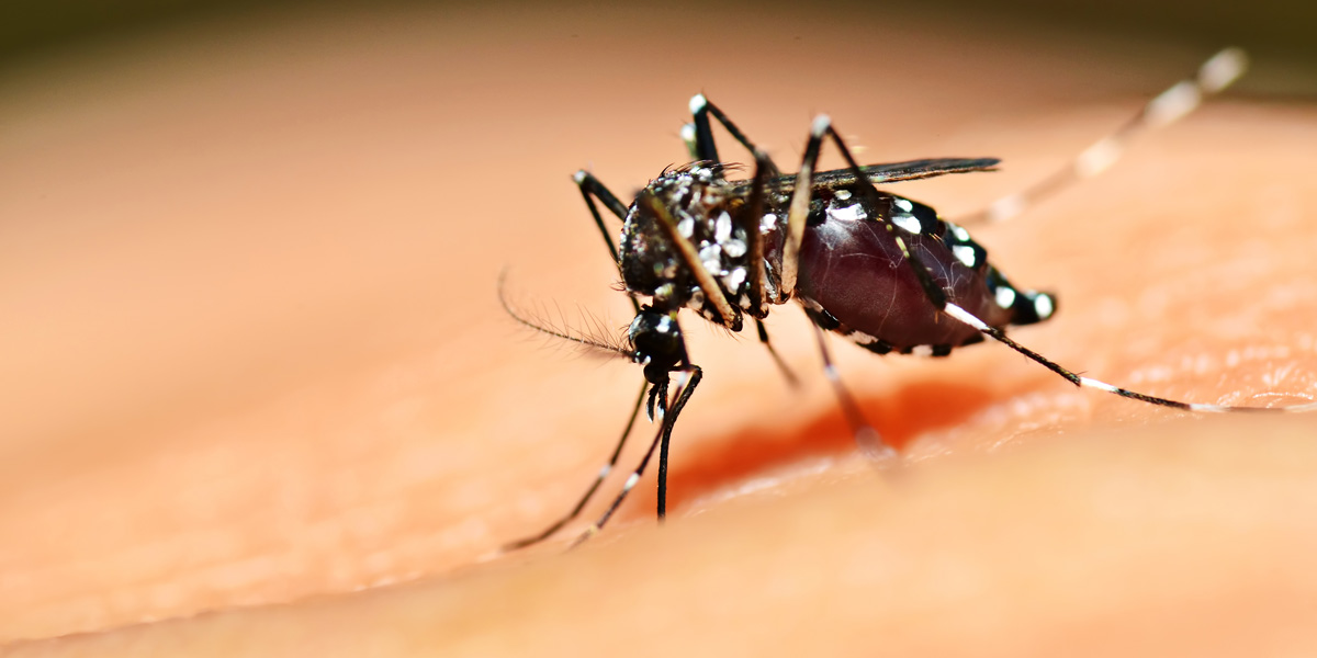 Aedes mosquito sucking