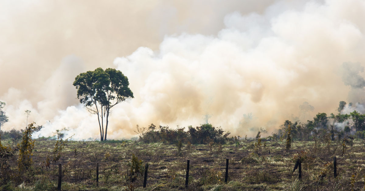 Amazon rain forest burning