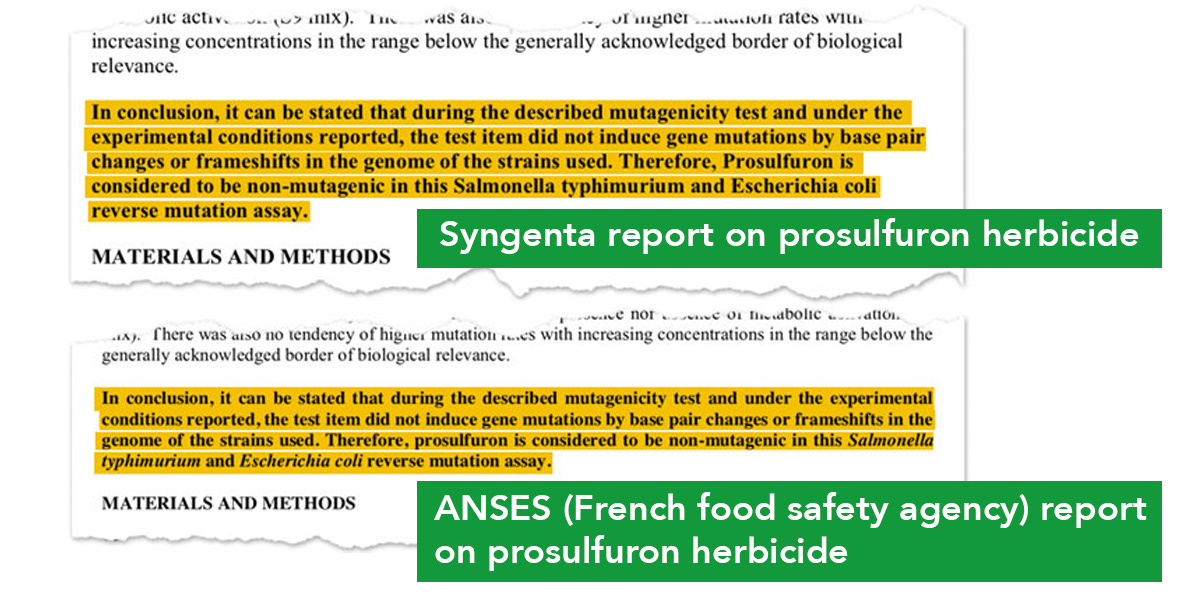 Anises Syngenta reports