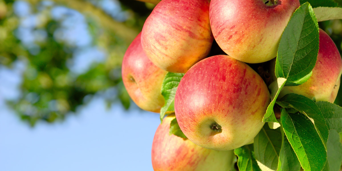 Apples on tree