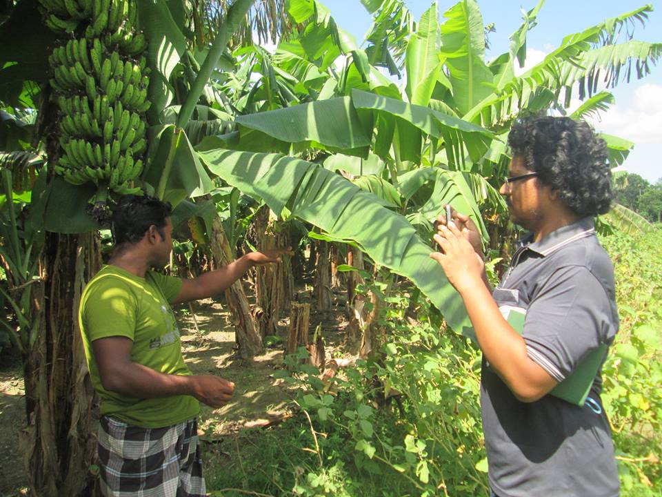 most of his Bt brinjal plants started dying out prematurely