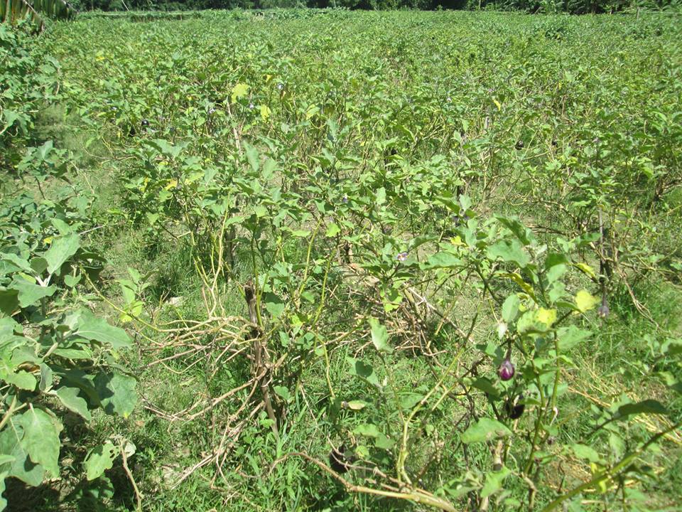 Rotten fruits of BARI Bt Brinjal 2 (Bt-Nayantara) variety