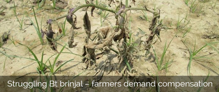 Bt brinjal farmers demand compensation