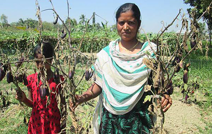 Bt brinjal turns out badly for farmers