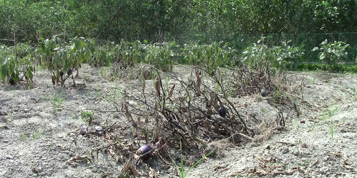 Bt brinjal in field showing poor yield