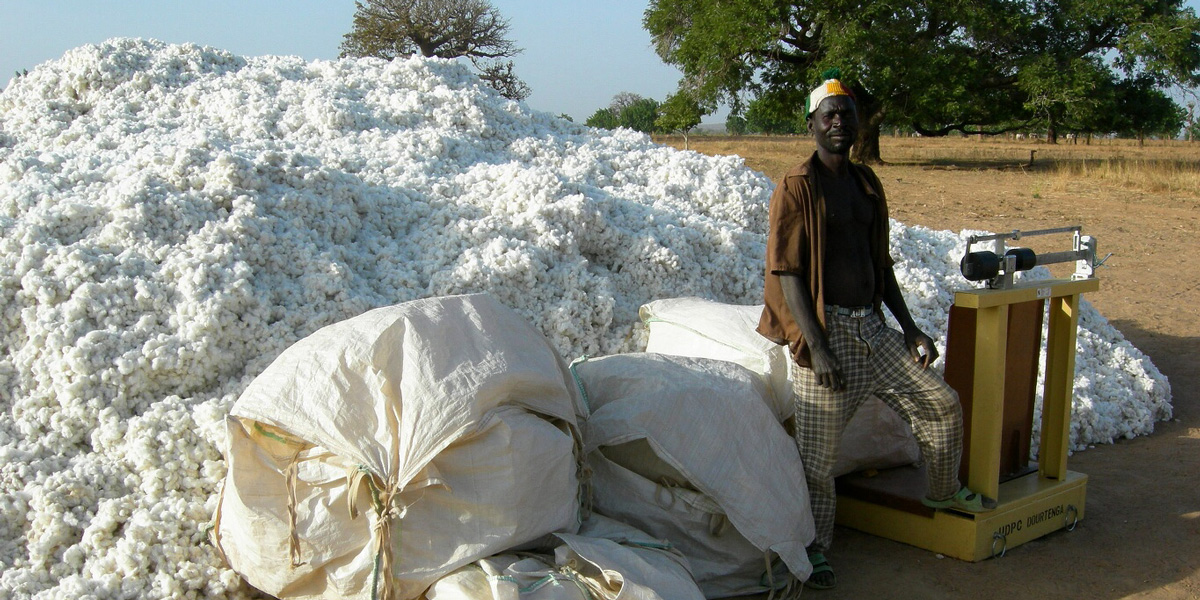 Burkina Faso cotton harvest in Dourtenga