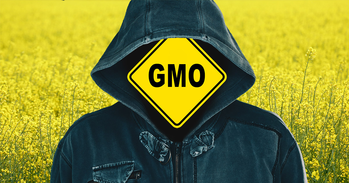 Canola field hooded, figure and GMO sign
