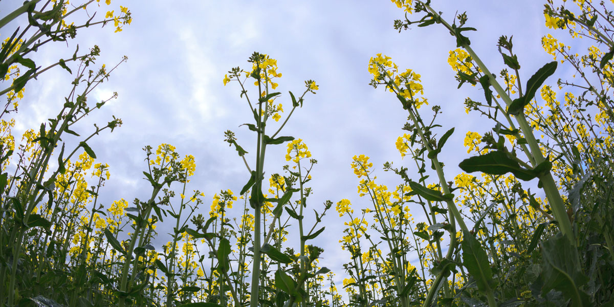 Canola oil seed