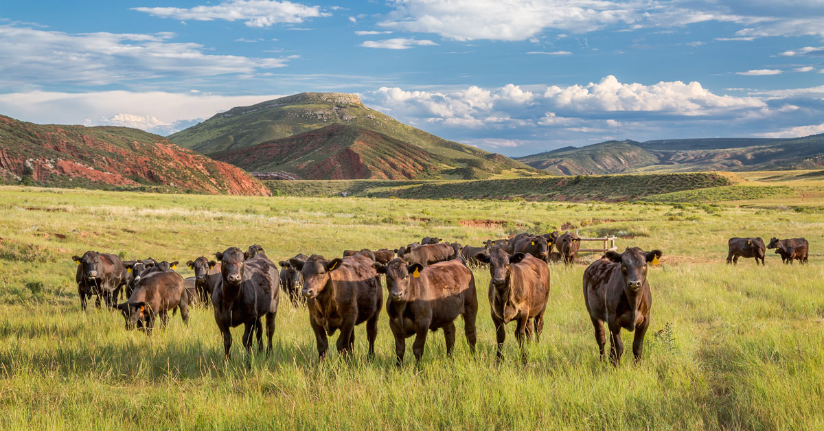 Cattle and mountains