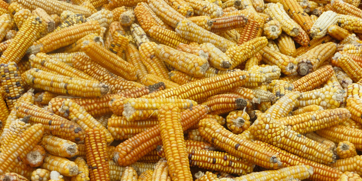 Corn drying in the Sun