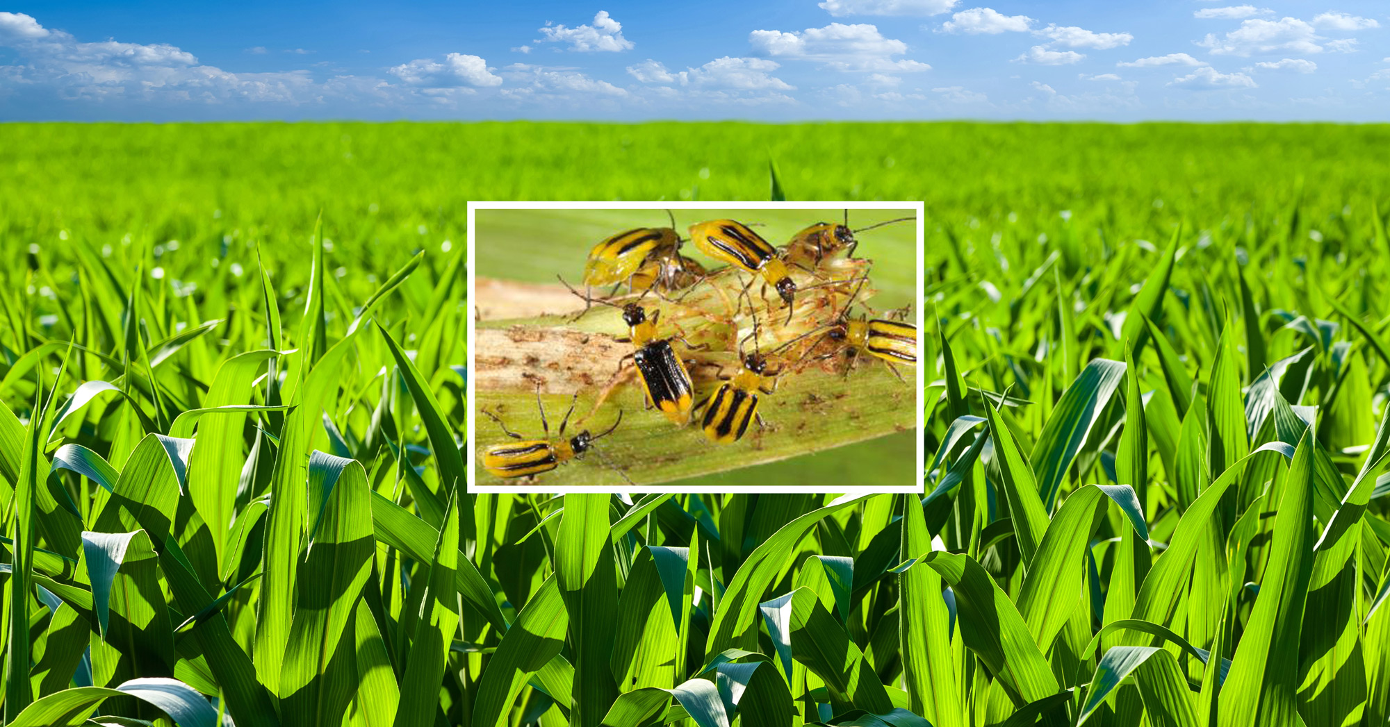 Corn field with western corn rootworms