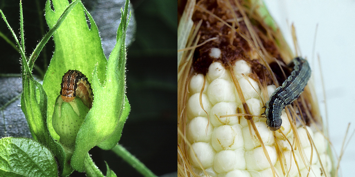 Corn bollworm and corn earworm