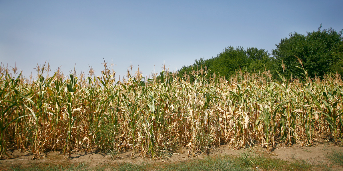 Corn field