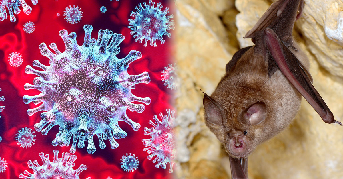 Coronavirus in the blood plus Bat