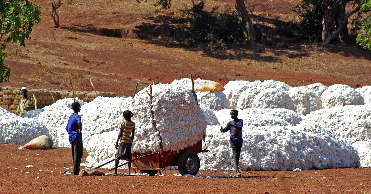 Cotton Harvest in Africa