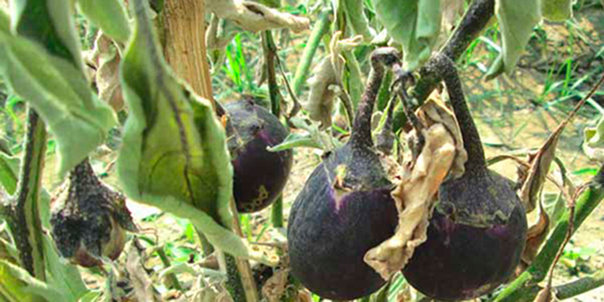 Damaged Bt Brinjal in Bangladesh