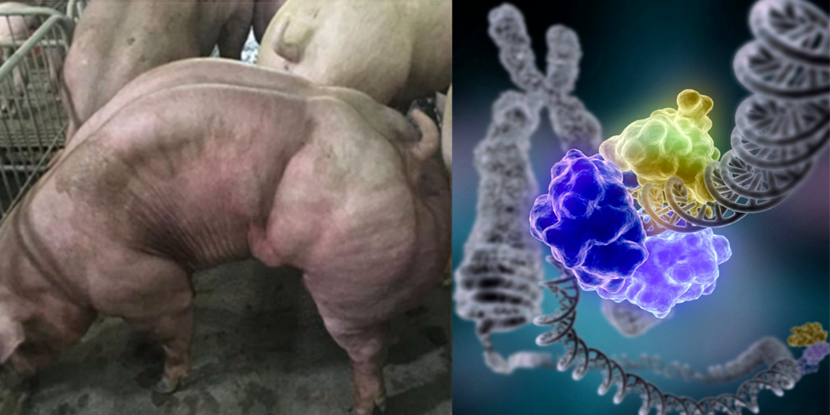 Deformed Pig and DNA Damage