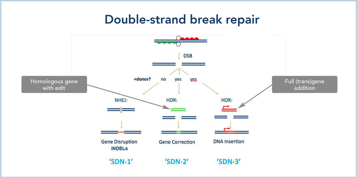 Double Strand break repair SDNa