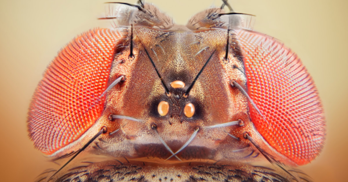 Drosophila melanogaster fruit fly