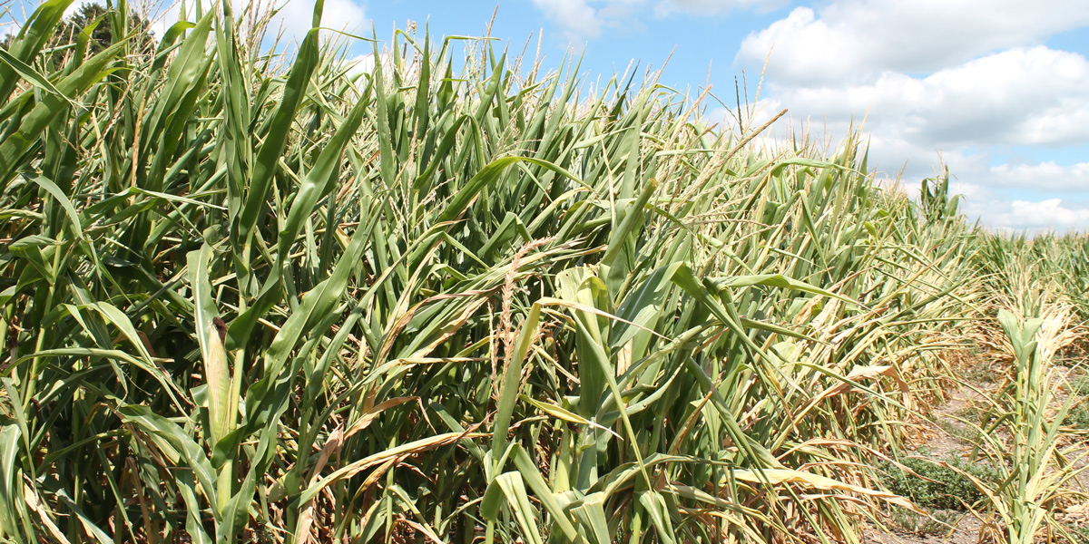 Drought sticken corn