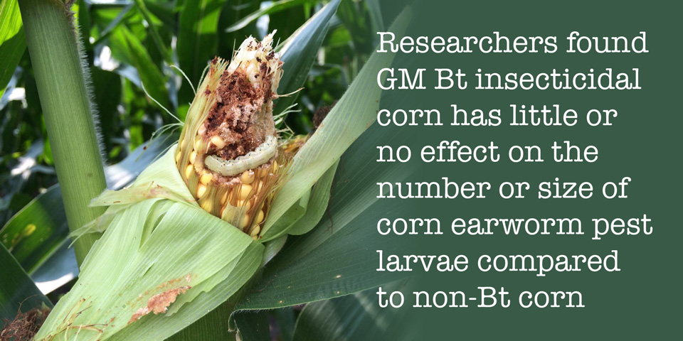 Earworm resistance found in GMO-corn