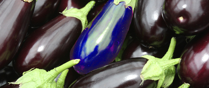 images/banners/Eggplants with blue one.jpg