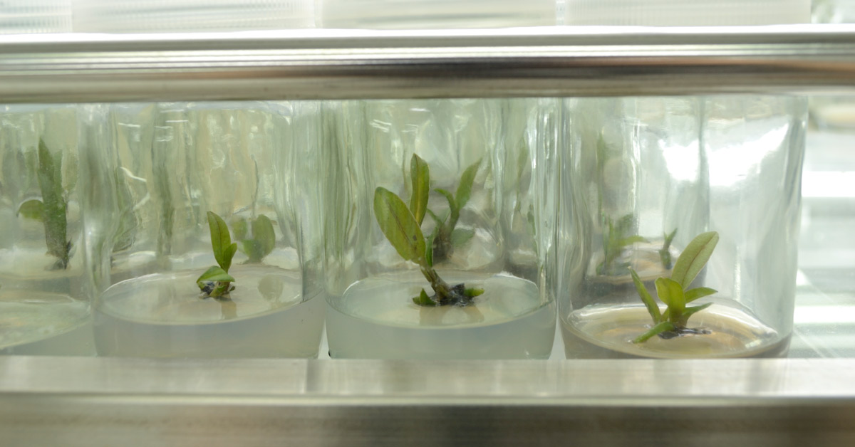 Experiment of plant tissue culture in lab