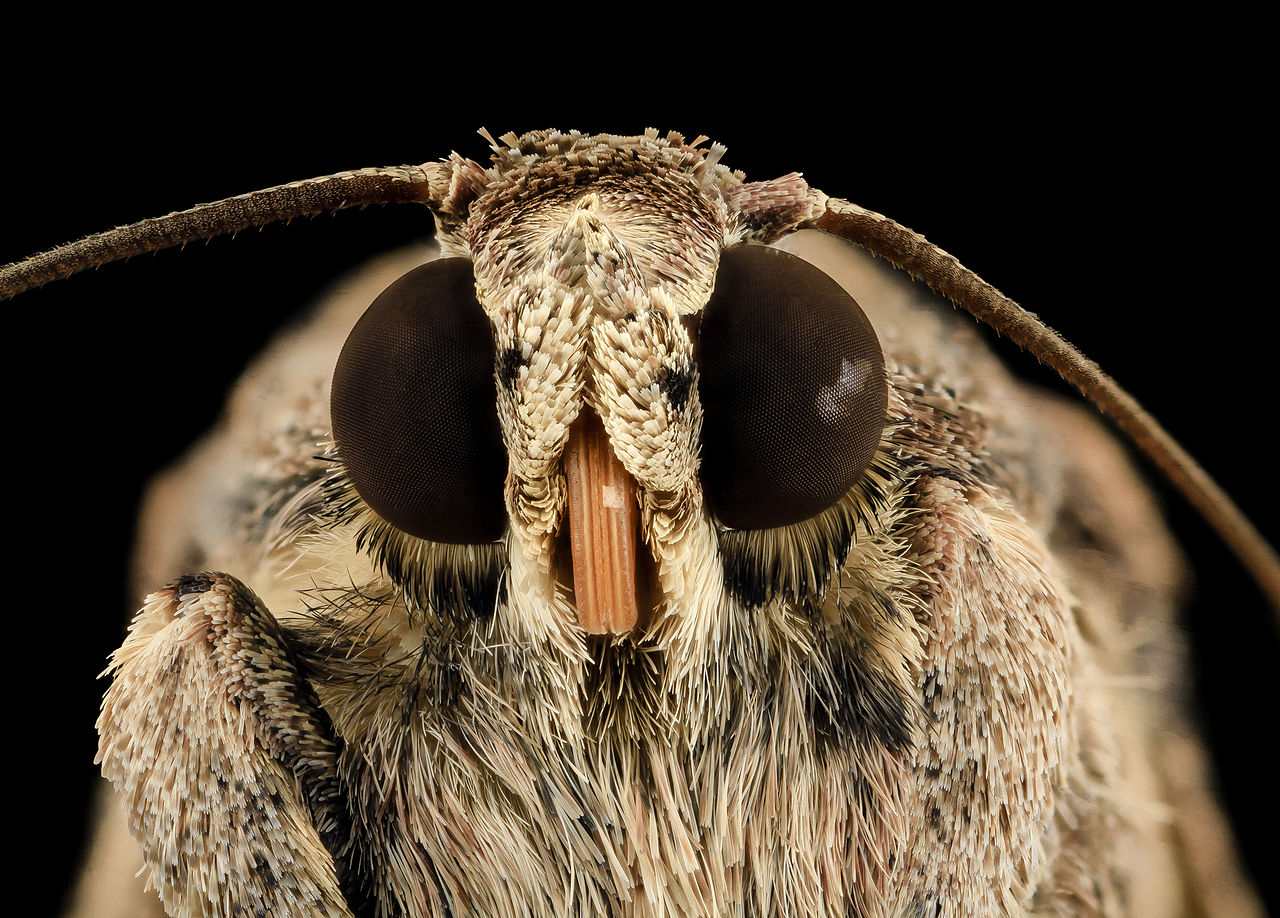 Fall armyworm adult face