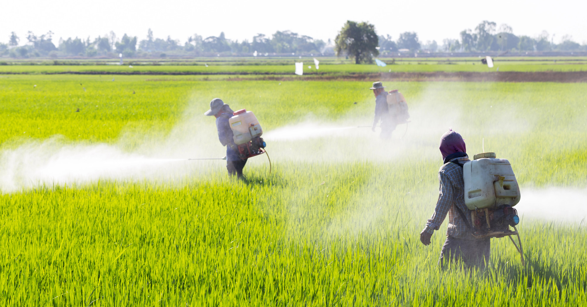 Farmer spraying pesticides on rice fields