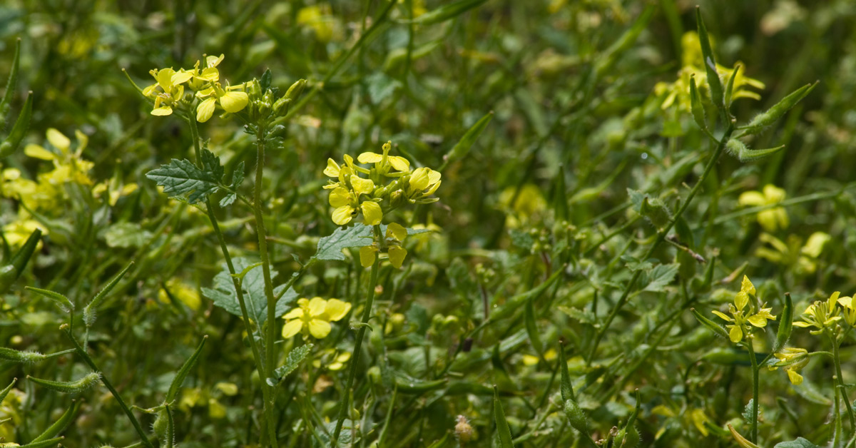 Field of mustard plants