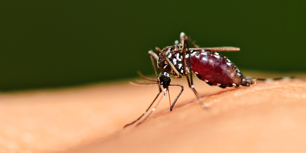 blood in mosquito body